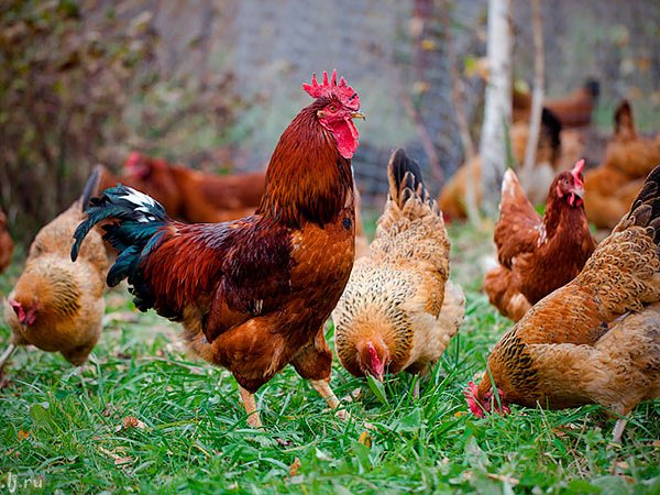 Породы куриц | ЗооТом - продажа, вязка и услуги для животных в Всеволожске
