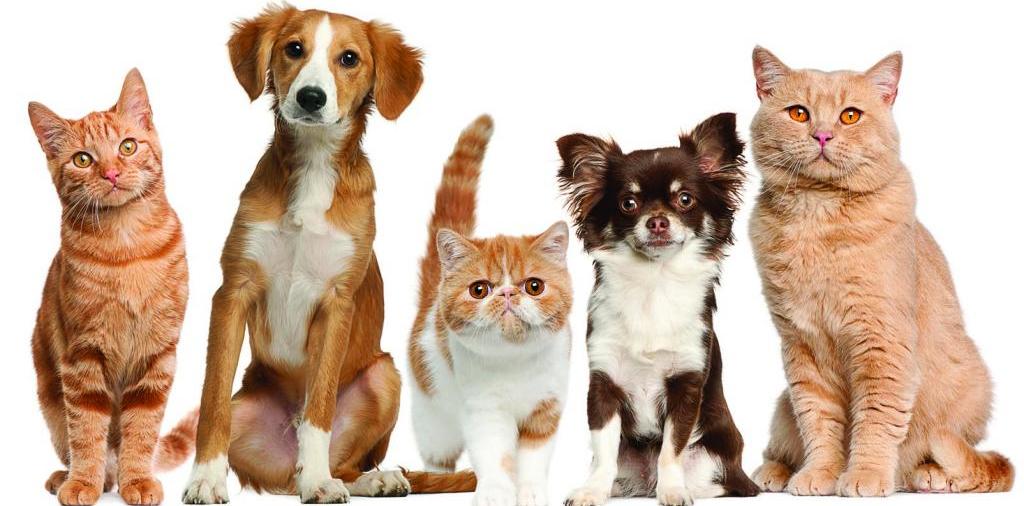 Доска объявлений о животных | ЗооТом - продажа, вязка и услуги для животных в Всеволожске