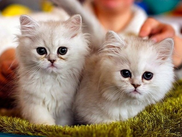 Породы кошек в Всеволожске | ЗооТом портал о животных