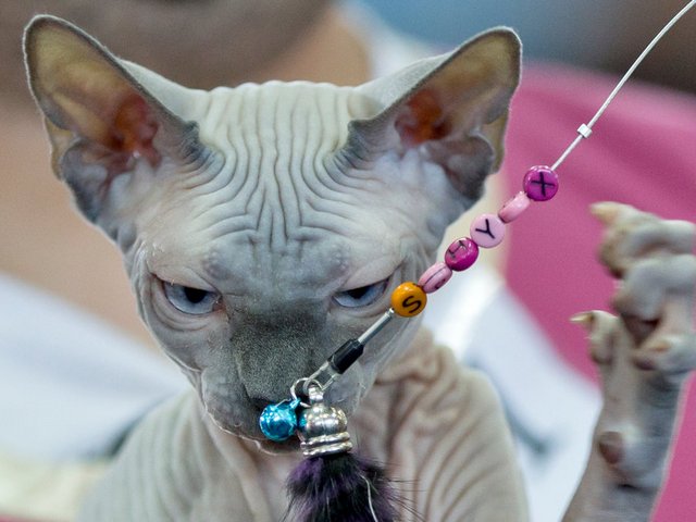 Выставки кошек в Всеволожске | ЗооТом портал о животных