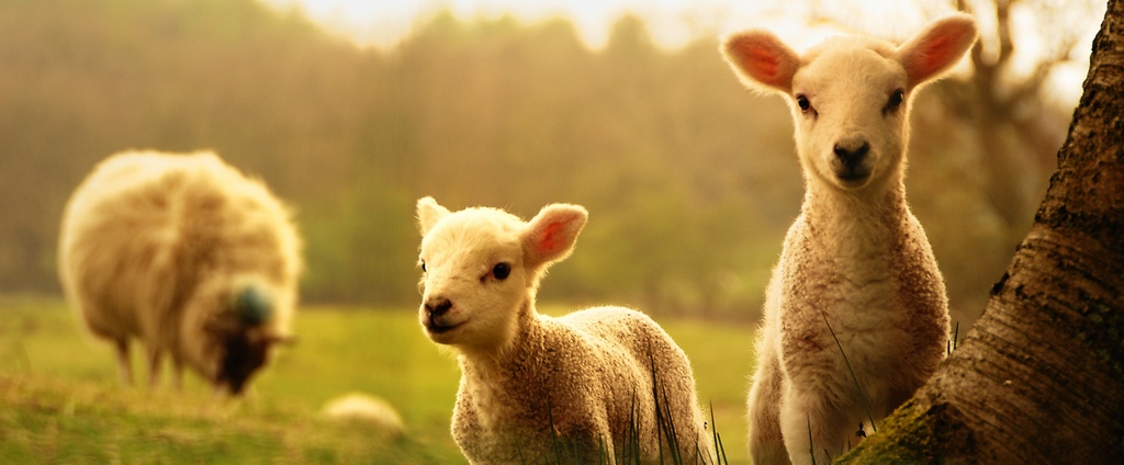 Объявления о сельскохозяйственных животных | ЗооТом - продажа, вязка и услуги для животных в Всеволожске