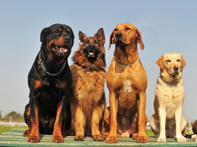 Крупные породы собак в Всеволожске | ЗооТом портал о животных