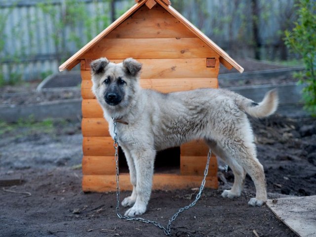 Все о собаках в Всеволожске Все о собаках в Всеволожске